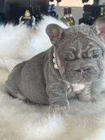 French 1, a female French Bulldog for sale in Boston, MA – Photo 4 of 6