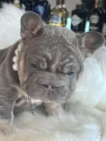 French 1, a female French Bulldog for sale in Boston, MA – Photo 3 of 6