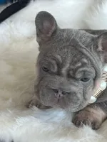 French 1, a female French Bulldog for sale in Boston, MA – Photo 5 of 6