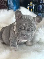 French 1, a female French Bulldog for sale in Boston, MA – Photo 1 of 6