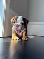 Puppy 2, a female English Bulldog for sale in Boston, MA – Photo 3 of 3