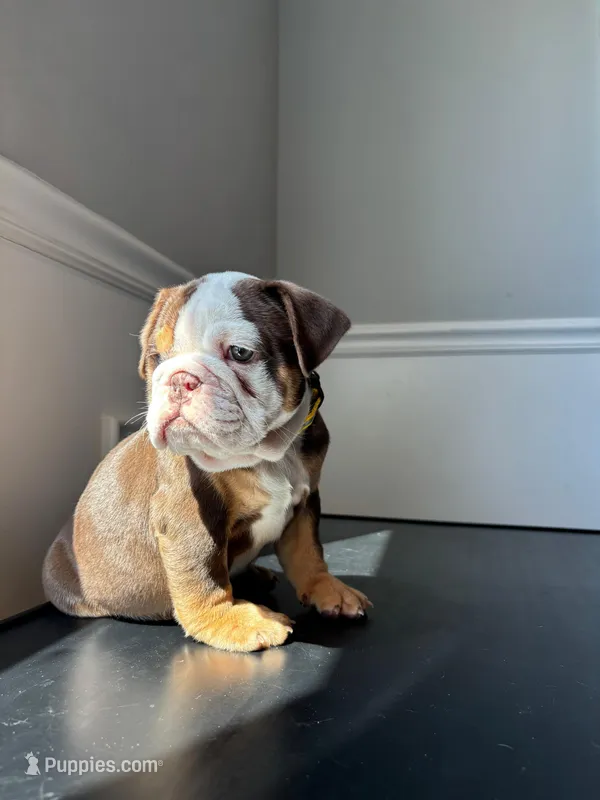 Puppy 2 – English Bulldog puppy for sale in Boston, MA