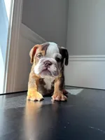 Puppy 2, a female English Bulldog for sale in Boston, MA – Photo 2 of 3