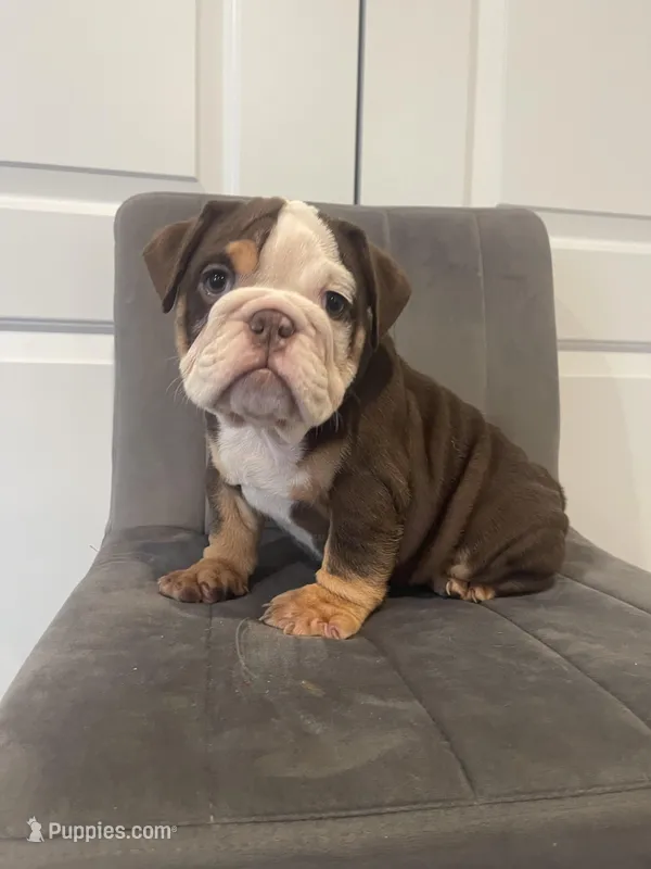 Puppy 2 – English Bulldog puppy for sale in Boston, MA
