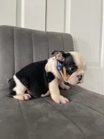 Puppy 4, a male English Bulldog for sale in Boston, MA – 4 of 6