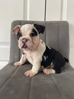 Puppy 4, a female English Bulldog for sale in Boston, MA – 3 of 7