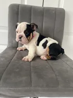 Puppy 1, a female English Bulldog for sale in Boston, MA – 2 of 6