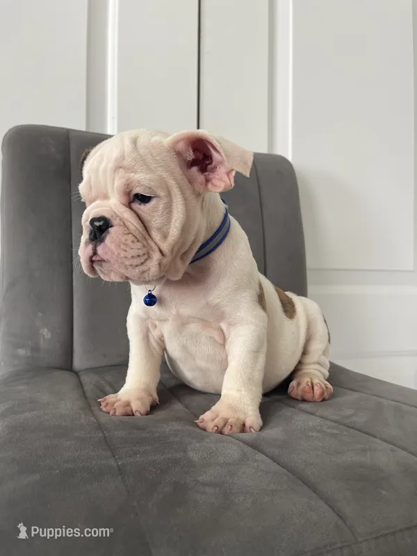 Puppy 3 – English Bulldog puppy for sale in Boston, MA
