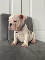 Puppy 3, a male English Bulldog for sale in Boston, MA – 1 of 6