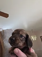 Rocky , a male Miniature Dachshund for sale in Albrightsville, PA – 2 of 5