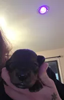 Bailey, a male Miniature Dachshund for sale in Albrightsville, PA – 2 of 2