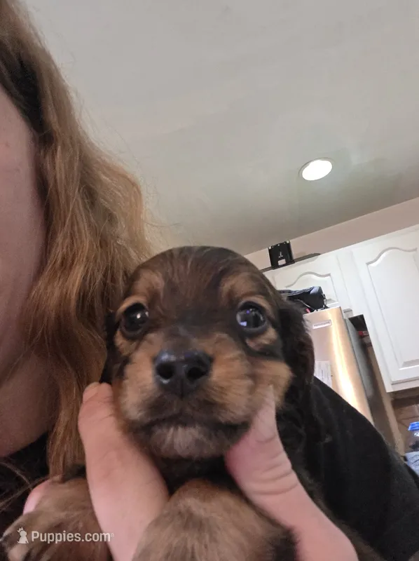 Bailey – Miniature Dachshund puppy for sale in Albrightsville, PA