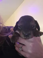 Oakley, a male Miniature Dachshund for sale in Albrightsville, PA – 2 of 3