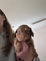 Fern, a male Miniature Dachshund for sale in Albrightsville, PA – 4 of 4