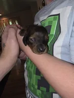 Oakley, a male Miniature Dachshund for sale in Albrightsville, PA – 3 of 3