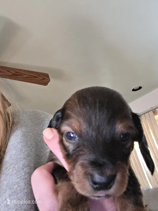 Finley – Miniature Dachshund puppy for sale in Albrightsville, PA