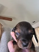 Finley, a male Miniature Dachshund for sale in Albrightsville, PA – 1 of 4