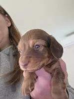 Fern, a male Miniature Dachshund for sale in Albrightsville, PA – 1 of 4