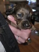 Oakley, a male Miniature Dachshund for sale in Albrightsville, PA – 1 of 3