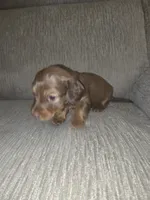 Fern, a male Miniature Dachshund for sale in Albrightsville, PA – 2 of 4