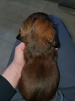 Bailey, a female Miniature Dachshund for sale in Albrightsville, PA – Photo 3 of 3