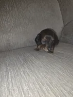 Finley, a male Miniature Dachshund for sale in Albrightsville, PA – 3 of 4