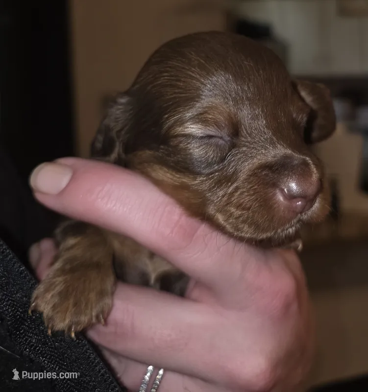 Lilly – Miniature Dachshund puppy for sale in Albrightsville, PA
