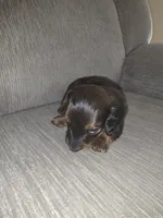 Finley, a male Miniature Dachshund for sale in Albrightsville, PA – 2 of 4