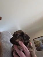Rocky , a male Miniature Dachshund for sale in Albrightsville, PA – 5 of 5