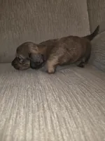 Rocky , a male Miniature Dachshund for sale in Albrightsville, PA – 4 of 5