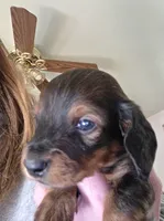 Finley, a male Miniature Dachshund for sale in Albrightsville, PA – 4 of 4