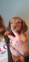 Riley , a female Miniature Dachshund for sale in Albrightsville, PA – Photo 2 of 2
