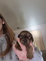 Rocky , a male Miniature Dachshund for sale in Albrightsville, PA – 1 of 5