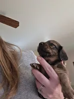 Rocky , a male Miniature Dachshund for sale in Albrightsville, PA – 3 of 5