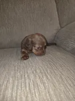 Fern, a male Miniature Dachshund for sale in Albrightsville, PA – 3 of 4