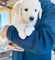 AKC English Cream BOY 4-1, a male English Cream Golden Retriever for sale in Pomona, CA – Photo 2 of 4