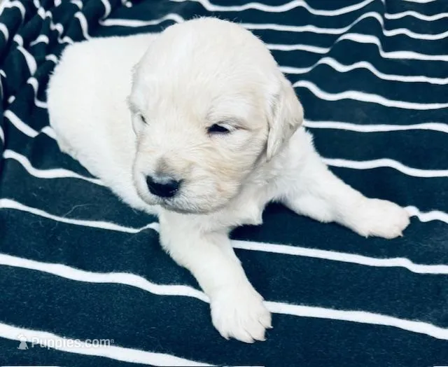 AKC English Cream BOY 6