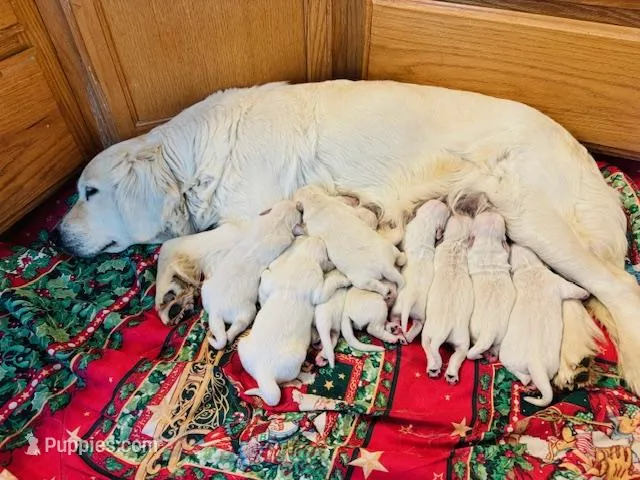 AKC English Cream BOY 4-1, a male English Cream Golden Retriever for sale in Pomona, CA – Photo 1 of 4