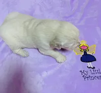 AKC girl 1, a female Golden Retriever for sale in Pomona, CA – 1 of 4