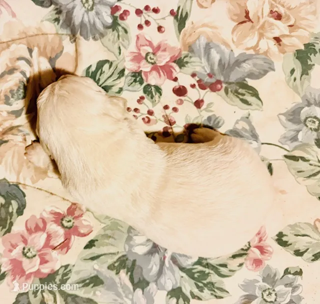 AKC girl 2 – Golden Retriever puppy for sale in Pomona, CA