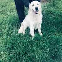 AKC BOY 2, a male Golden Retriever for sale in Pomona, CA – Photo 3 of 4