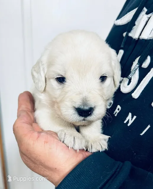 AKC girl 1 – Golden Retriever puppy for sale in Pomona, CA