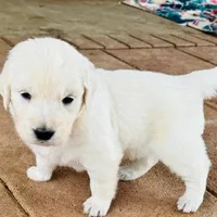 AKC BOY 4-1, a male Golden Retriever for sale in Pomona, CA – Photo 1 of 4