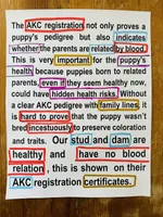 AKC BOY 4, a male Golden Retriever for sale in Pomona, CA – Photo 4 of 4