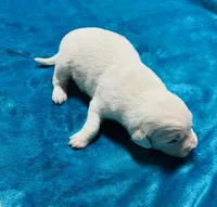 AKC BOY 4, a male Golden Retriever for sale in Pomona, CA – Photo 1 of 4