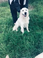 AKC BOY 2, a male Golden Retriever for sale in Pomona, CA – 4 of 4
