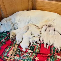 AKC BOY 6-1, a male Golden Retriever for sale in Pomona, CA – Photo 2 of 4