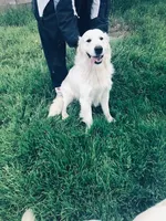 AKC BOY 6, a male Golden Retriever for sale in Pomona, CA – Photo 3 of 4