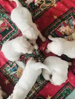 Holiday gift-AKC boy-1, a male Golden Retriever for sale in Pomona, CA – 2 of 4