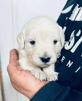 AKC BOY 5, a male Golden Retriever for sale in Pomona, CA – Photo 1 of 4